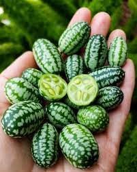Mini Melon Fruit Seed Pack for Planting | Heirloom Non-GMO Organic Garden Seeds for Small Sweet Melons