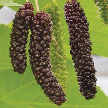 Mini Melon Seeds for Compact, Sweet, and Juicy Fruits