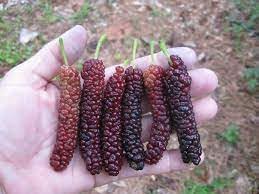 Mini Melon Seeds for Compact, Sweet, and Juicy Fruits