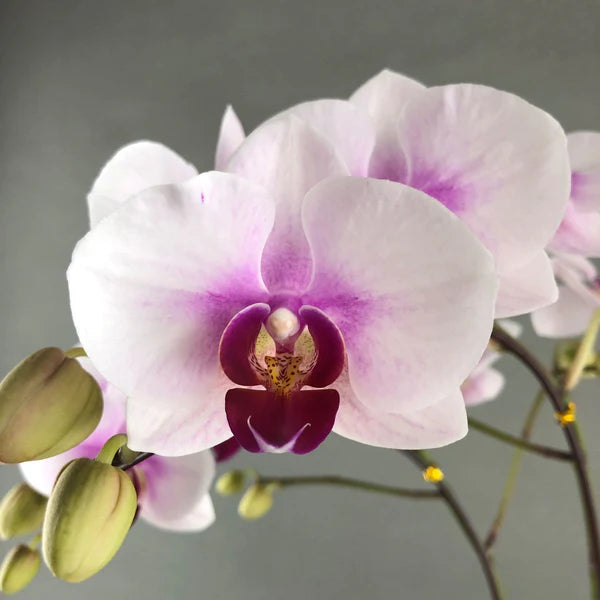 White Orchid Flower Seeds 100 pcs