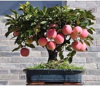 Miniature Bonsai Pomegranate Seeds