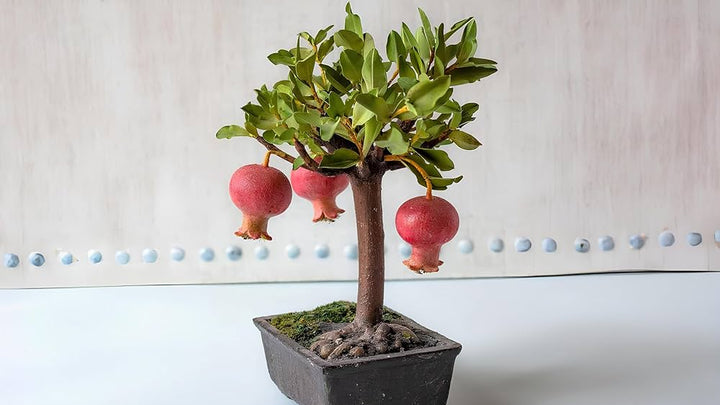 Miniature Bonsai Pomegranate Seeds
