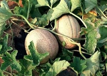 Minnesota Cantaloupe Fruit Seeds for Planting | Heirloom Non-GMO Organic Seeds for Hardy Melons in Cooler Regions