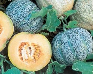 Minnesota Melon Fruit Seeds for Planting | Heirloom Non-GMO Organic Seeds for Cold-Hardy, Sweet Melons