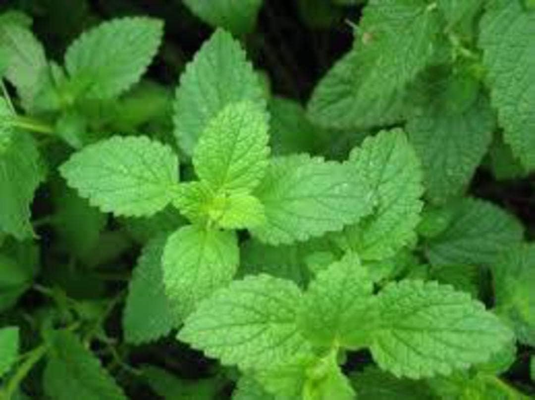 Mint Plant Seeds