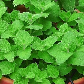 Mint Plant Seeds