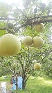Mirabelle Plum Fruit Seeds for Planting