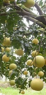 Mirabelle Plum Fruit Seeds for Planting