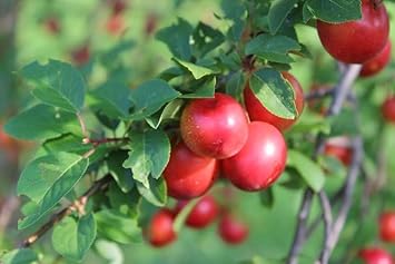Mirabolano Fruit Seed Pack for Planting | Heirloom Non-GMO Organic Garden Seeds for Delicious Fruits