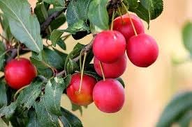 Mirabolano Fruit Seed Pack for Planting | Heirloom Non-GMO Organic Garden Seeds for Delicious Fruits