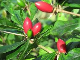 Miracle Berry Fruit Seeds for Planting