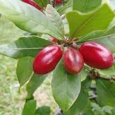 Miracle Berry Fruit Seeds for Planting