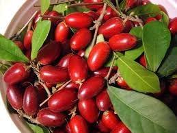 Miracle Fruit Seed Set for Planting | Heirloom Non-GMO Organic Garden Seeds for Sweet Flavor-Changing Fruits