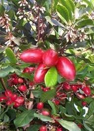 Miracle Fruit Seed Set for Planting | Heirloom Non-GMO Organic Garden Seeds for Sweet Flavor-Changing Fruits