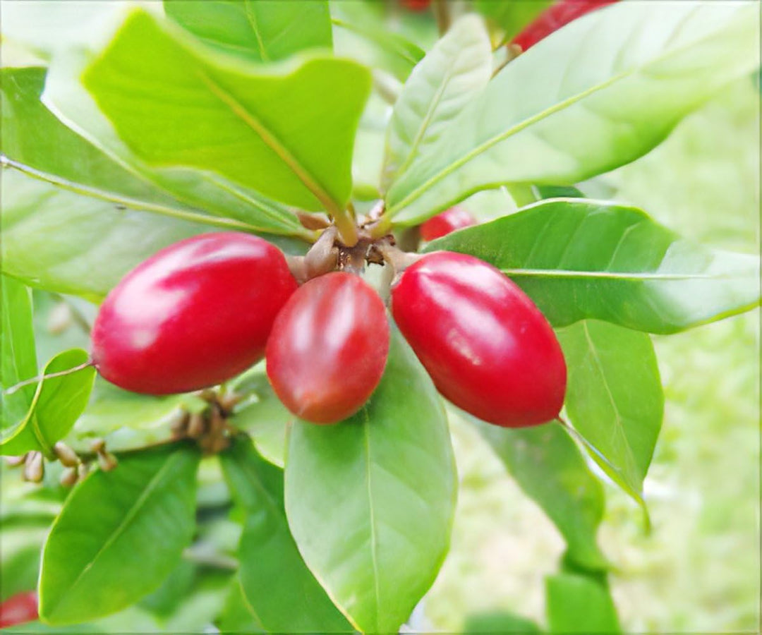 Miracle Fruit Seeds for Planting