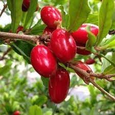Miracle Fruit Seeds for Planting