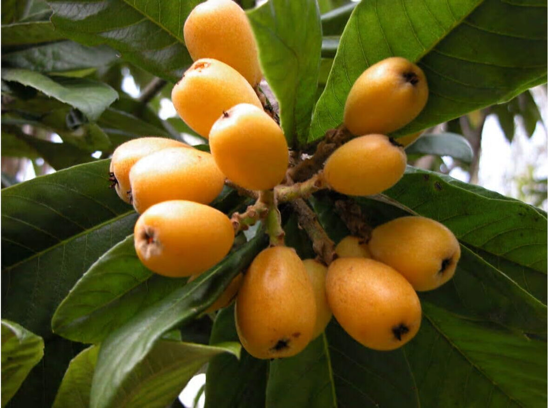 Mispel Fruit Seeds for Planting | Heirloom Non-GMO Organic Garden Seeds for Unique, Aromatic Fruits