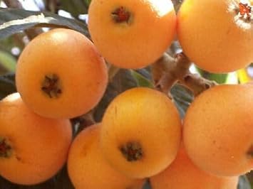 Mispel Fruit Seeds for Planting | Heirloom Non-GMO Organic Garden Seeds for Unique, Aromatic Fruits
