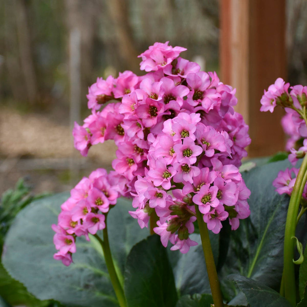 pink organic flower seeds
