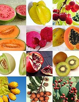Mix Edible Fruit Seeds