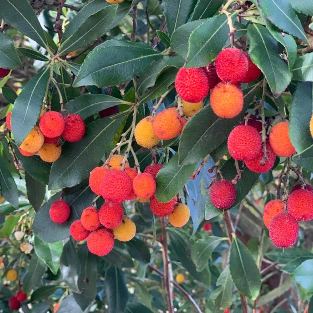 Mixed Bayberry Fruit Seeds for Planting