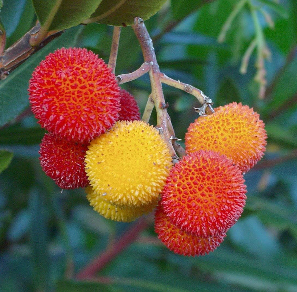 Mixed Bayberry Fruit Seeds for Planting