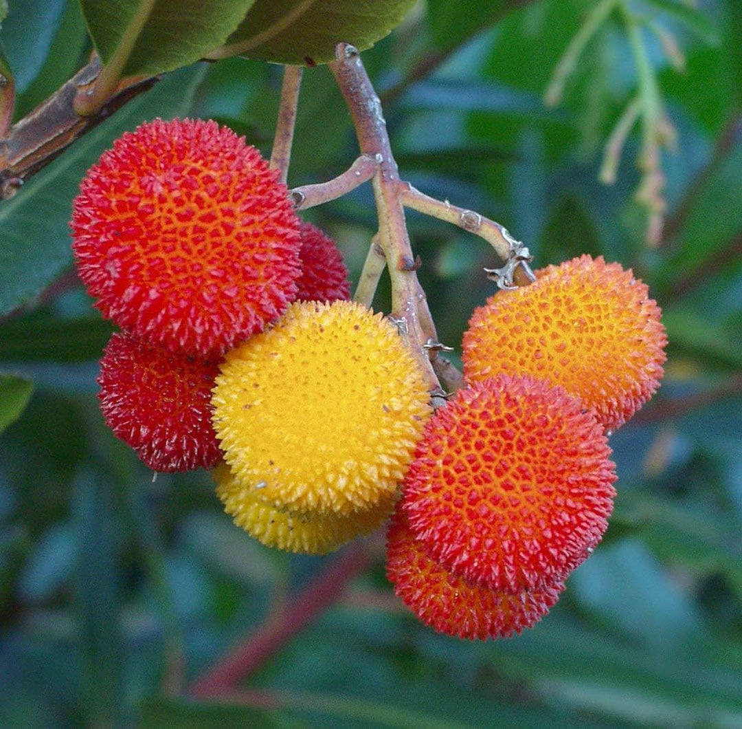 Mixed Bayberry Fruit Seeds for Planting