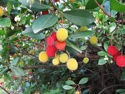 Mixed Colour Arbutus Fruit Seeds for Planting