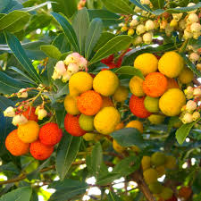 Mixed Colour Arbutus Fruit Seeds for Planting