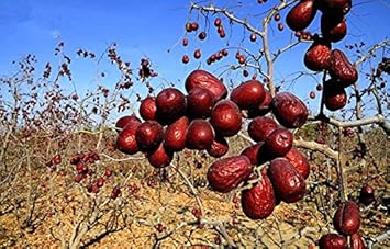 Mixed Grape Fruit Seeds