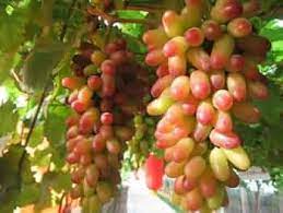 Mixed Grape Fruit Seeds for Planting