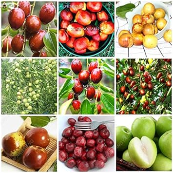 Mixed Jujube Fruit Seeds for Planting