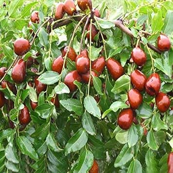 Mixed Jujube Fruit Seeds for Planting