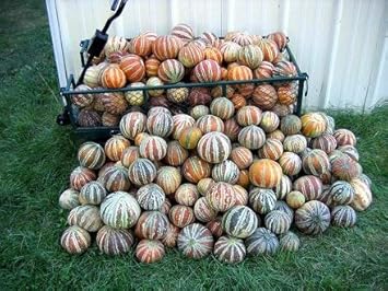 Mixed Kajari Melon Fruit Seeds