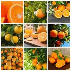 Mixed Orange Fruit Seeds for Planting