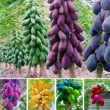 Mixed Papaya Fruit Seeds for Planting