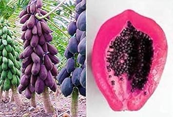 Mixed Papaya Fruit Seeds for Planting