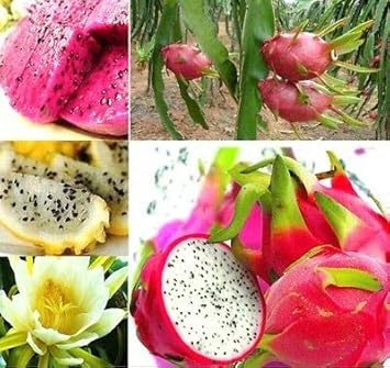 Mixed Pitaya Fruit Seeds for Planting