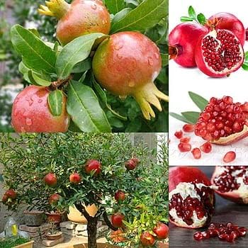 Mixed Pomegranate Fruit Seeds for Planting