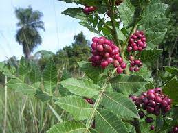 Mixed Terebinthifolius Herb Seeds for Planting
