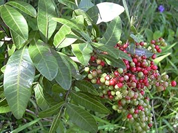 Mixed Terebinthifolius Herb Seeds for Planting