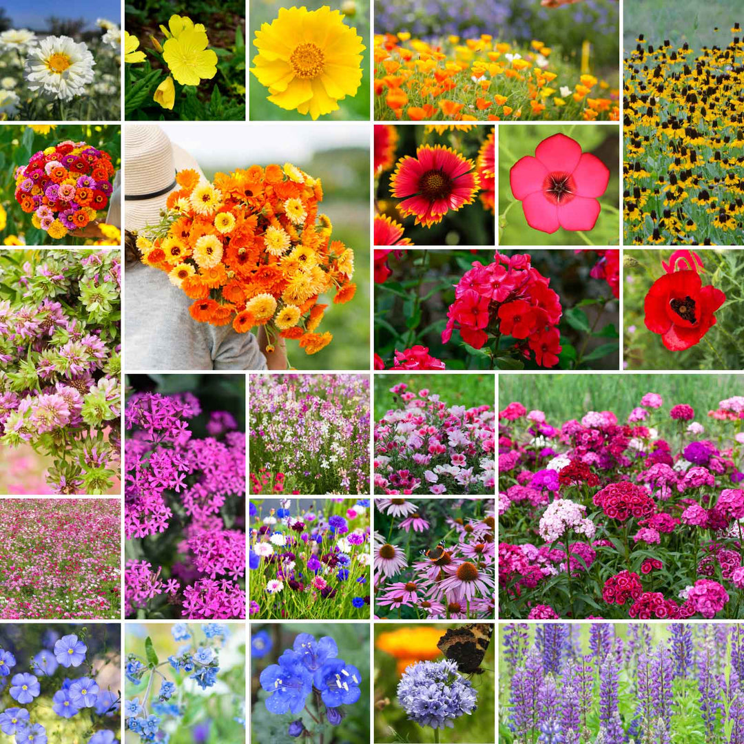 wildflower mix flower seeds