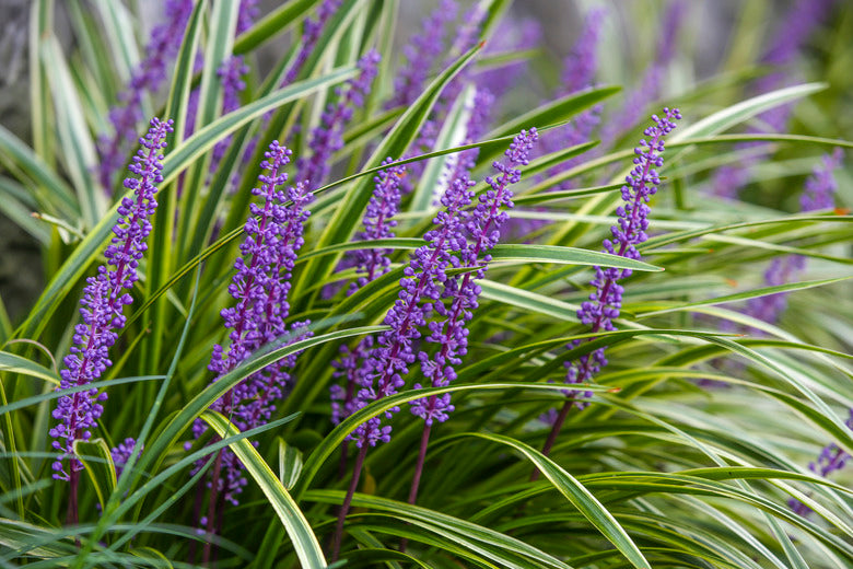 Monkey Grass Seeds for Planting – Low Maintenance Ground Cover, Drought Tolerant, Heirloom & Non-GMO Seeds