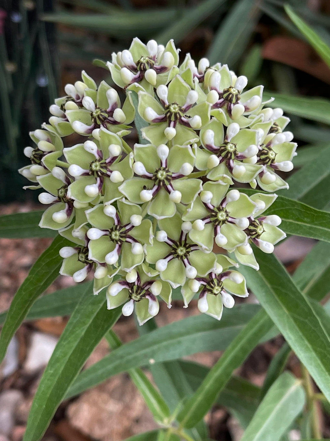 Asclepias Asperula Antilopehorn Blomsterfrø til udplantning 100 stk