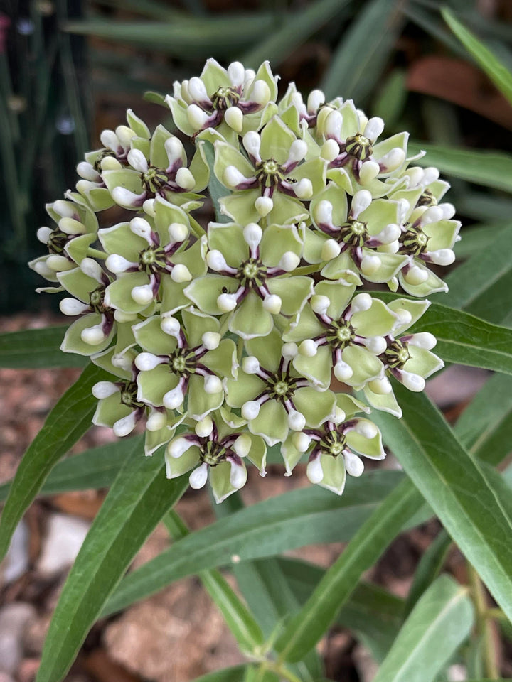 Asclepias Asperula Antelope Horns Flower Seeds for Planting 100 pcs