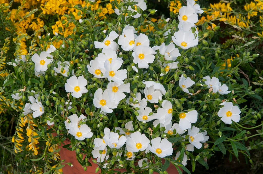 Salviifolius Flower Seeds for Planting - 100 pcs