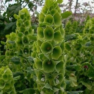 Moluccella Laevis Plant Seeds