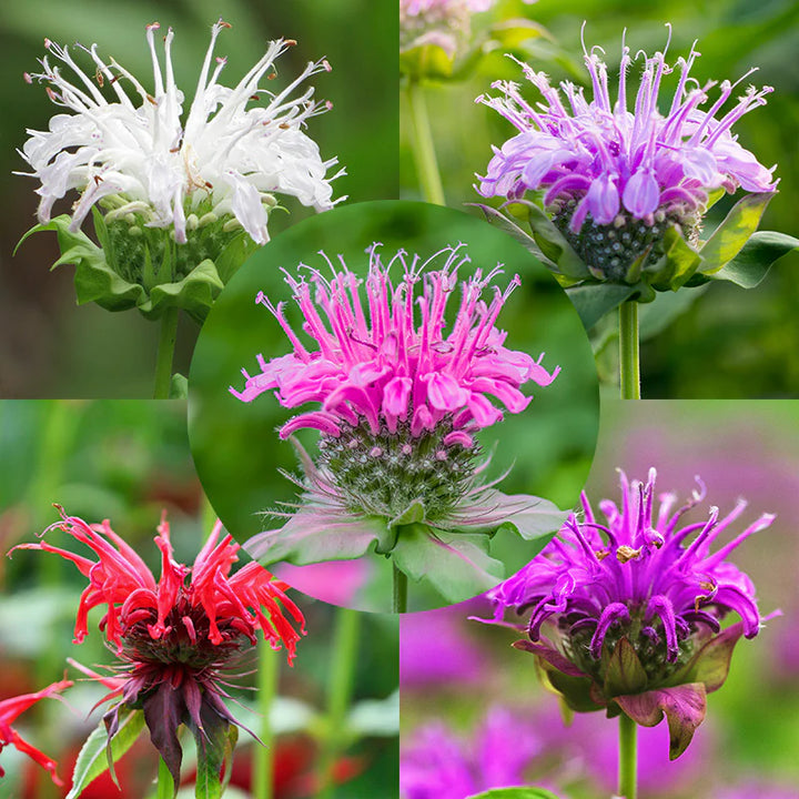 Monarda ‘Panorama Mix Bergamot Flower Seeds for Planting - Organic, Fresh Heirloom and Non-GMO Garden Seeds