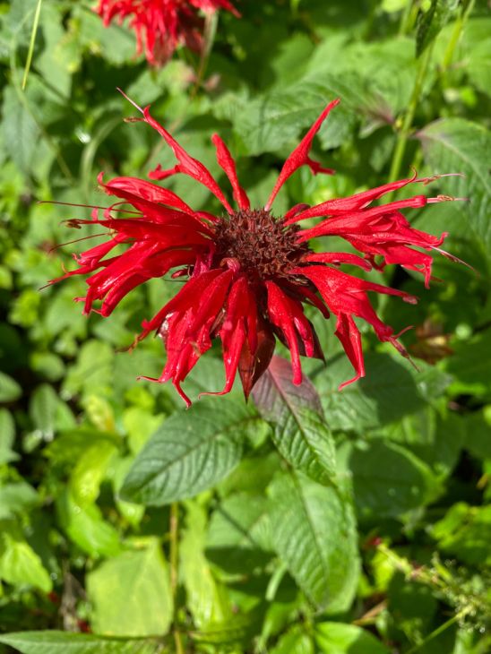 Heirloom Monarda Flower Seeds, Non-GMO Bee Balm Blooms for Pollinator-Friendly Garden Planting