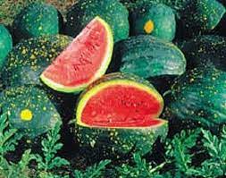 Moon and Stars Watermelon Fruit Seeds for Planting